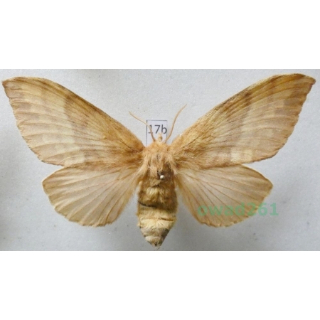 Dendrolimus sibiricus (Tschetverikov, 1908) female ex. ovo Barczatka syberyjska Japan17b